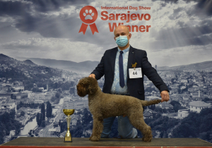 Dog Show Sarajevo 2020