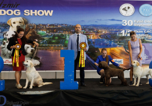 Dog Show Turkey 2022